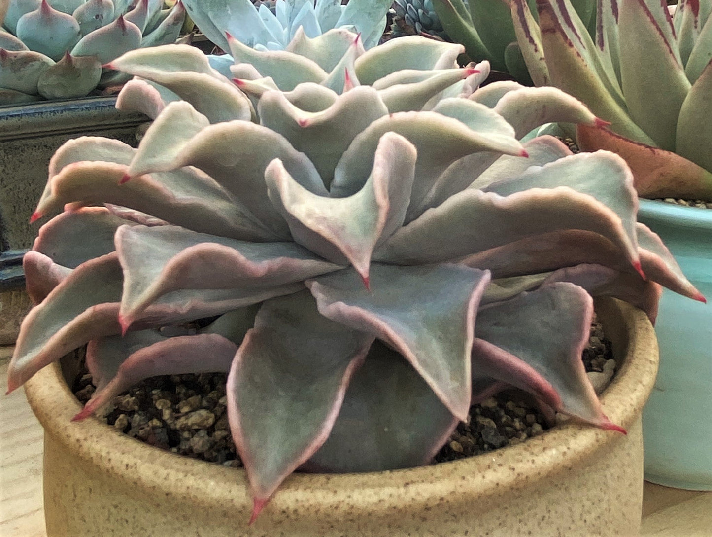 Echeveria madiba / pink lips