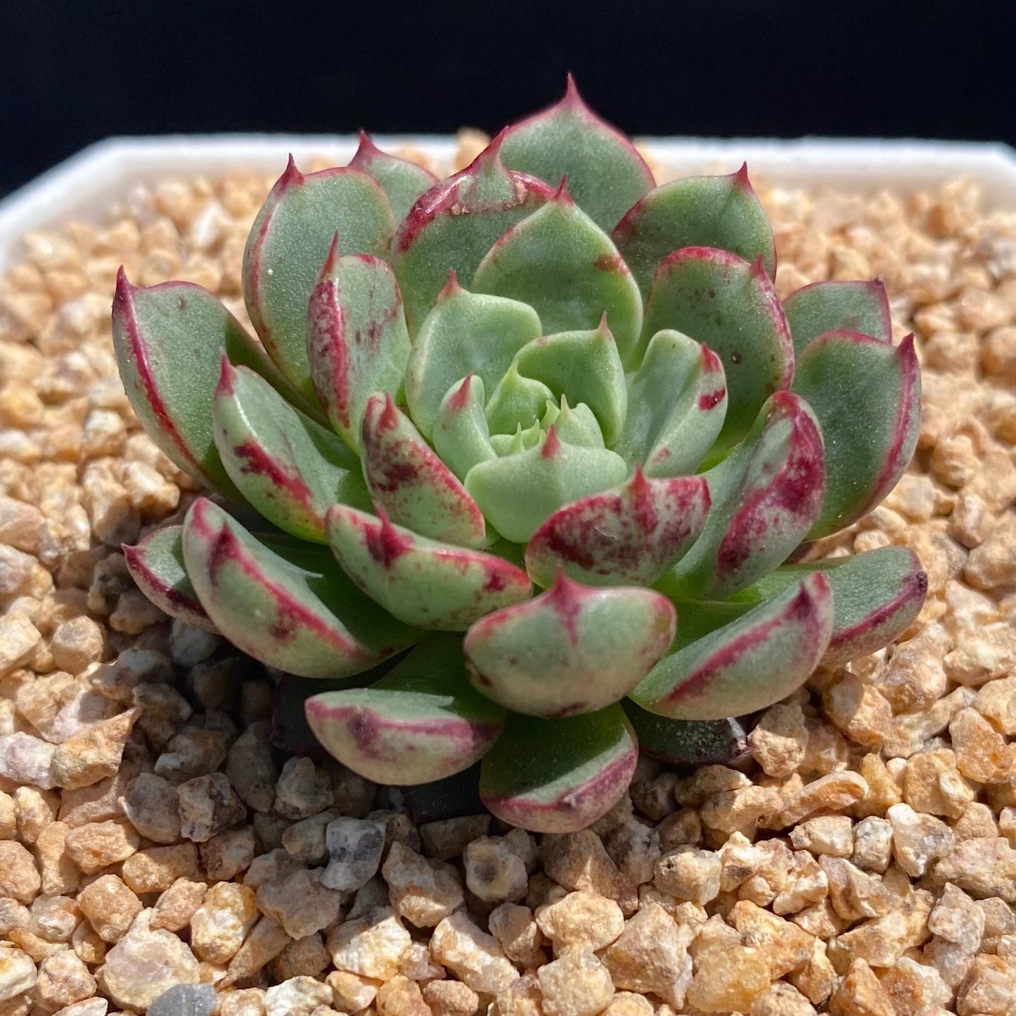 Echeveria magic compass