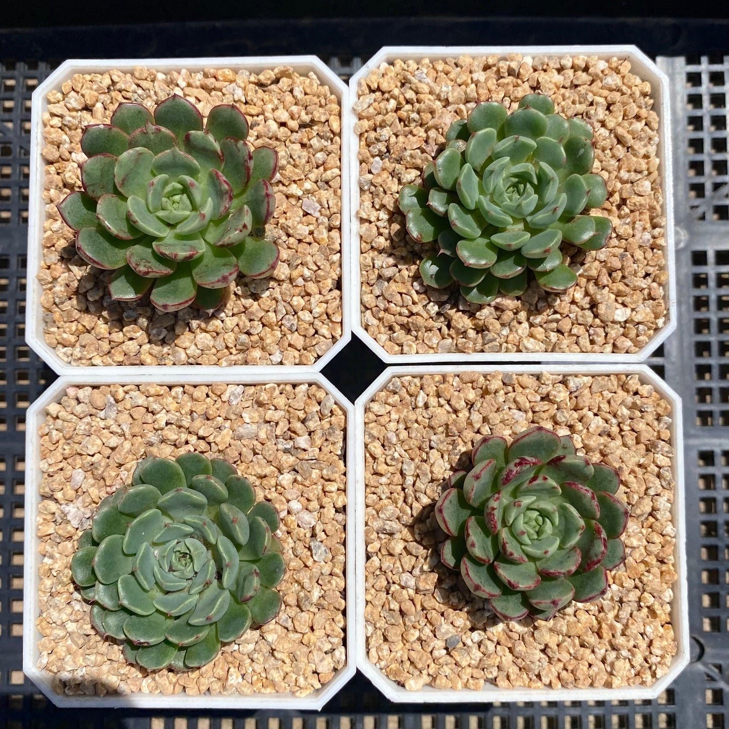 Echeveria magic compass