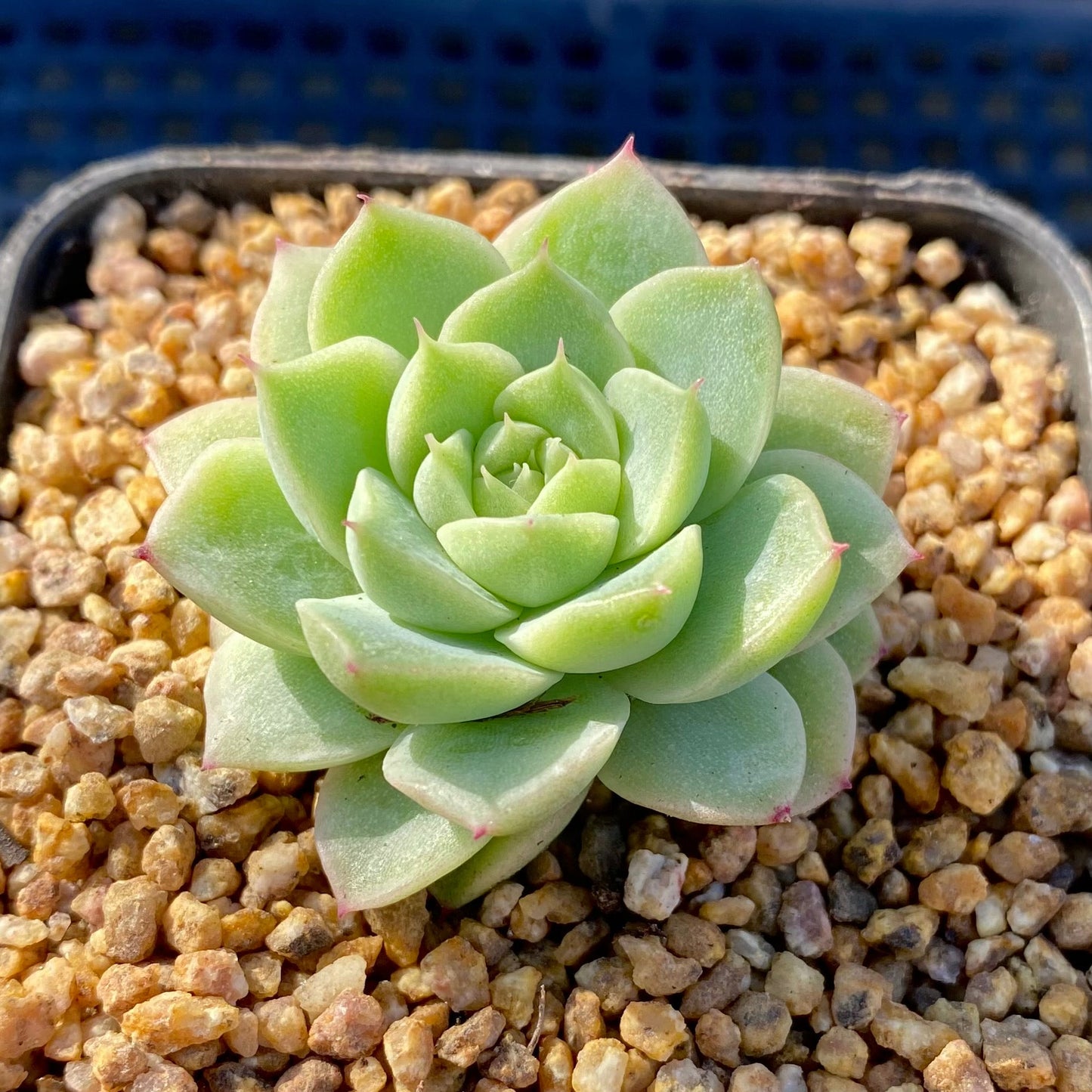 Echeveria malgan S