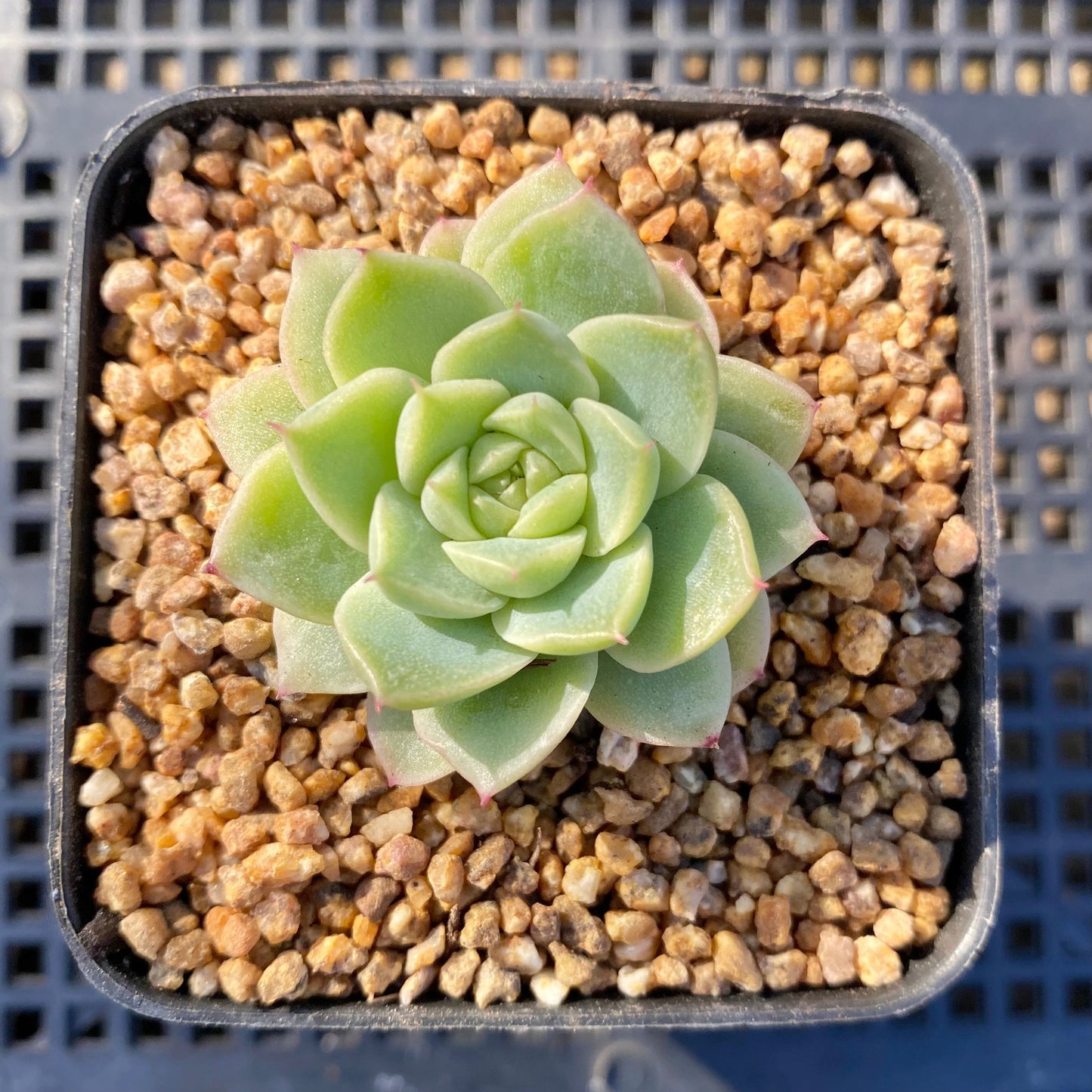 Echeveria malgan S
