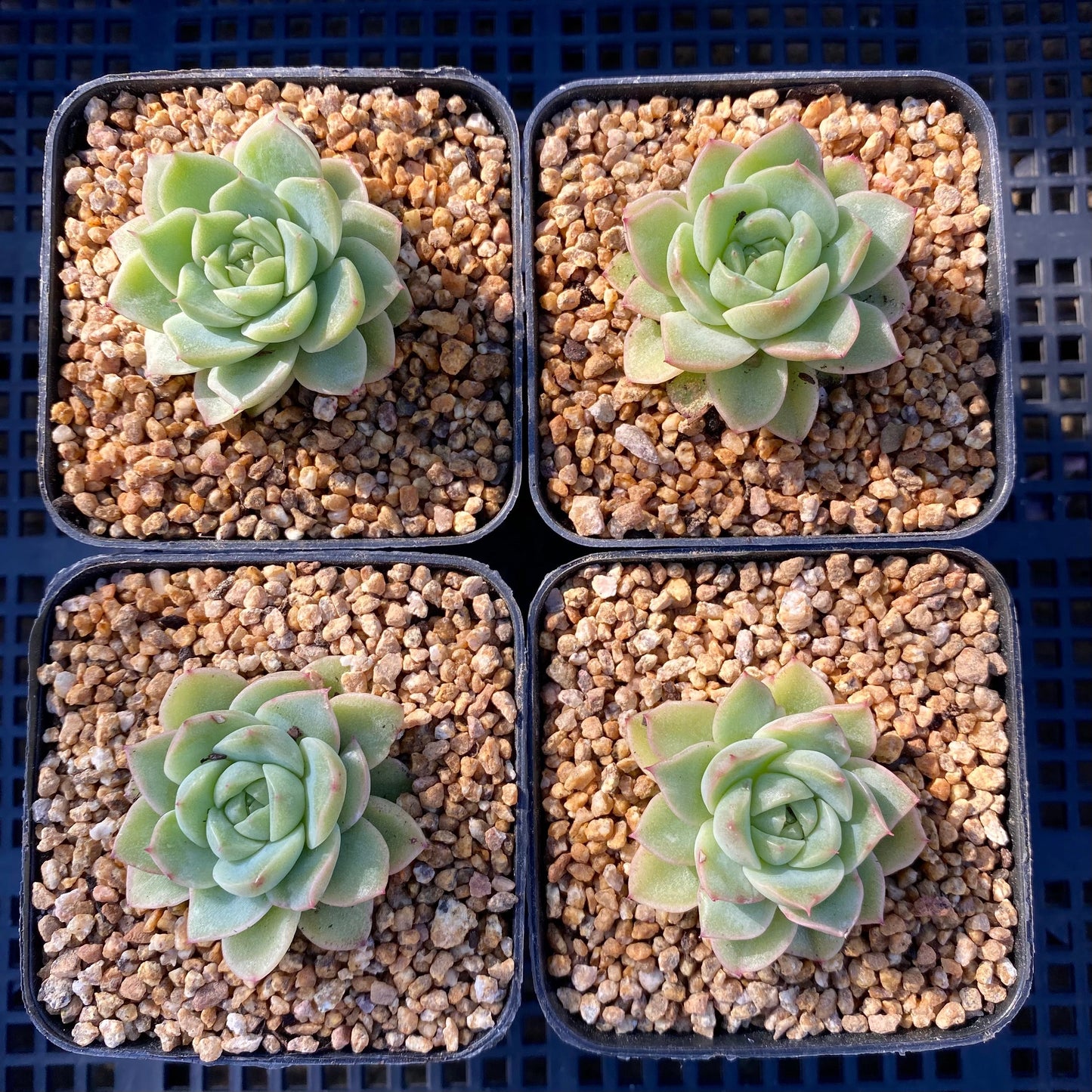 Echeveria malgan S