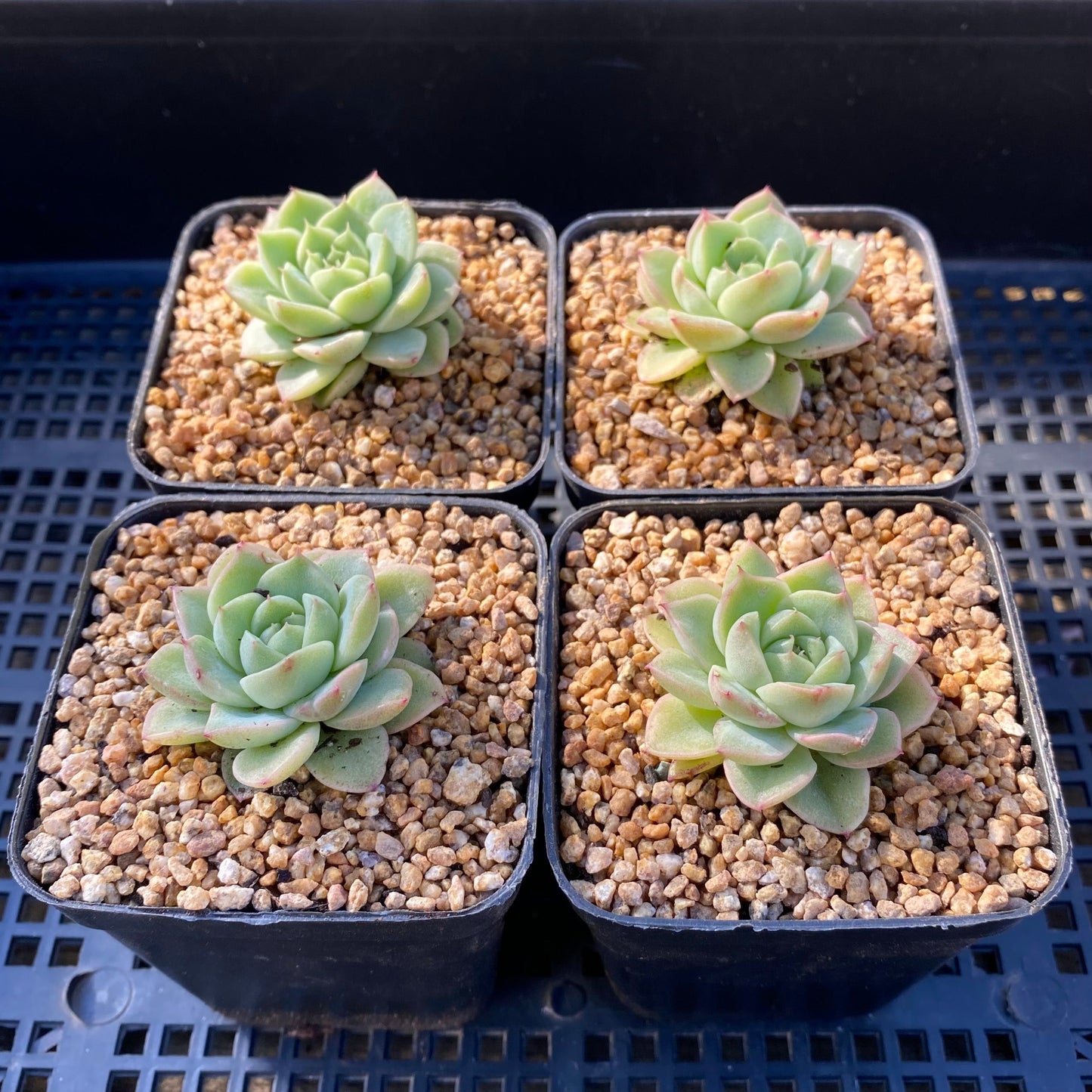 Echeveria malgan S