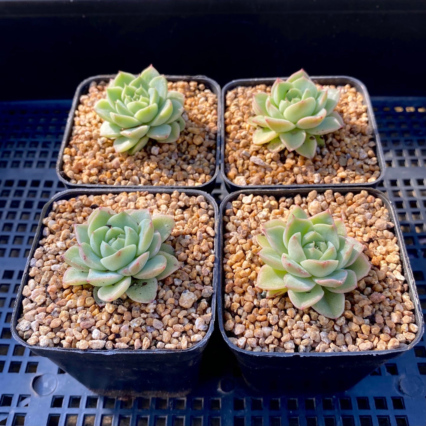 Echeveria malgan S