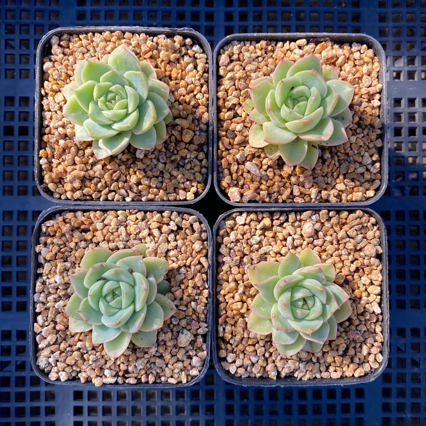 Echeveria malgan S