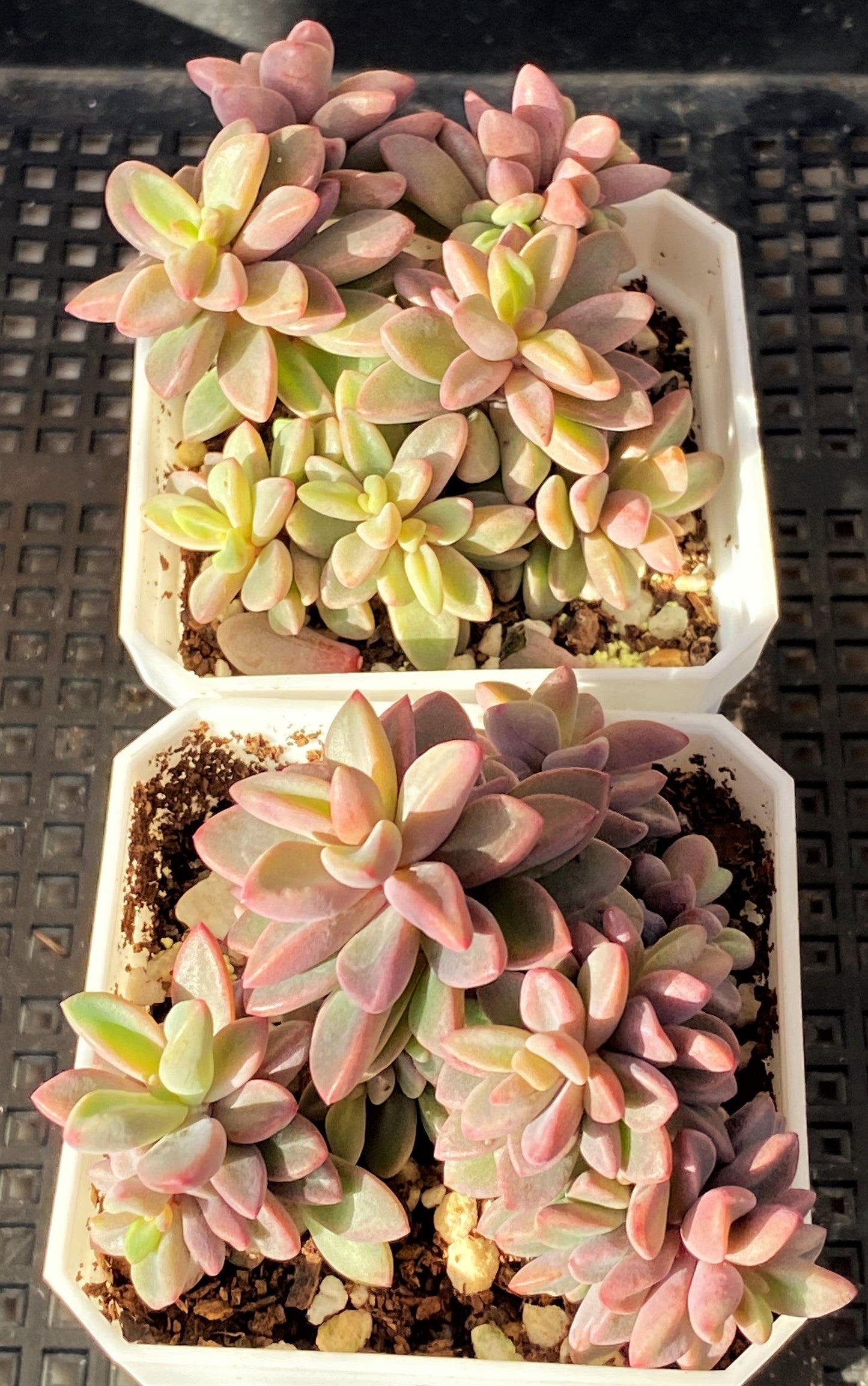 Echeveria Manaudes