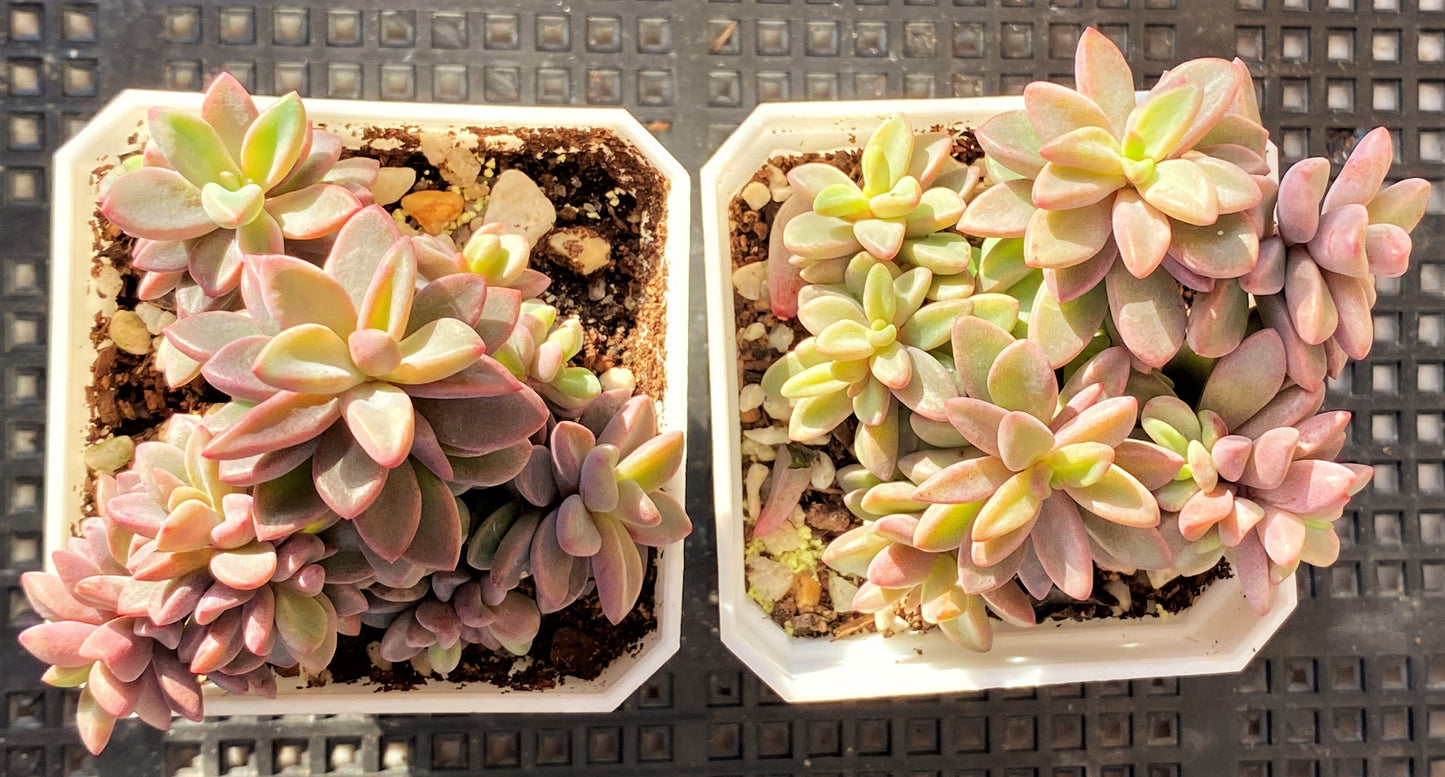 Echeveria Manaudes