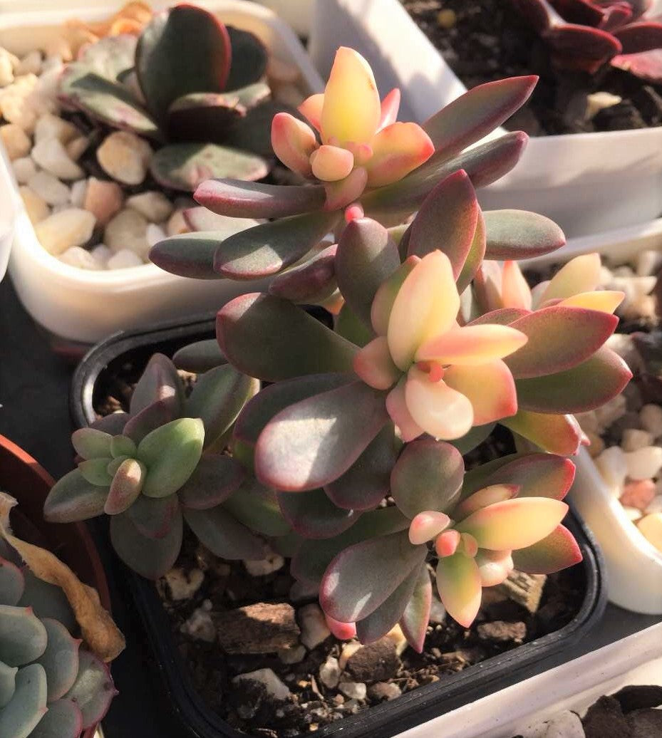 Echeveria Manaudes variegata