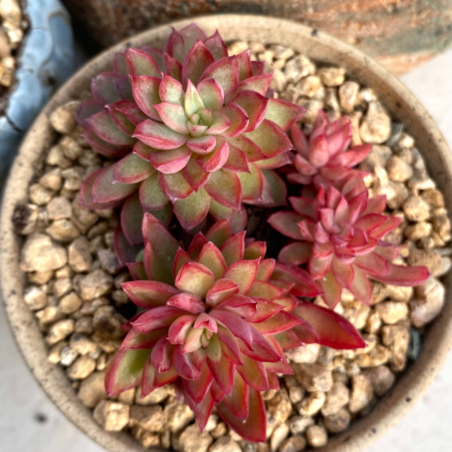Echeveria mebina