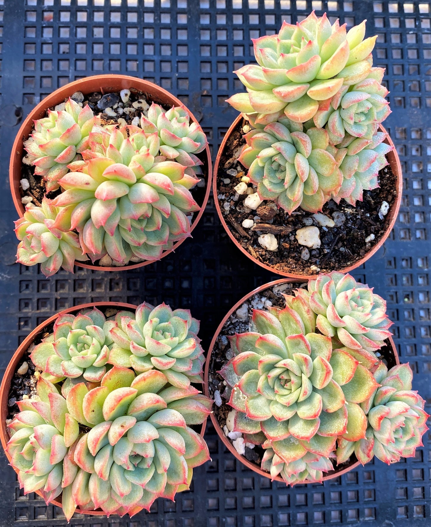 Echeveria mebina