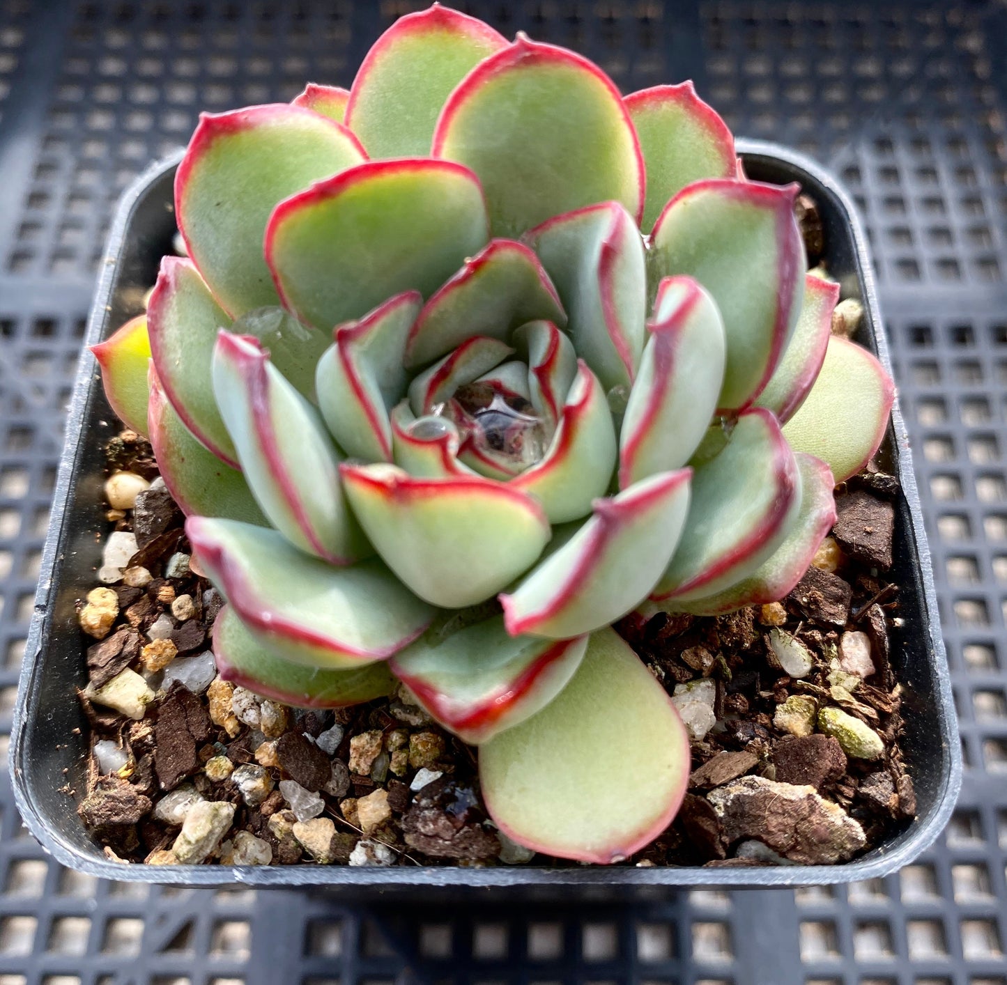 Echeveria Mexican pulidonis