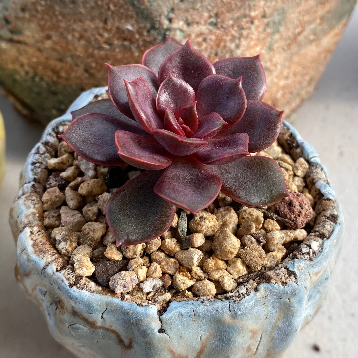 Echeveria mina