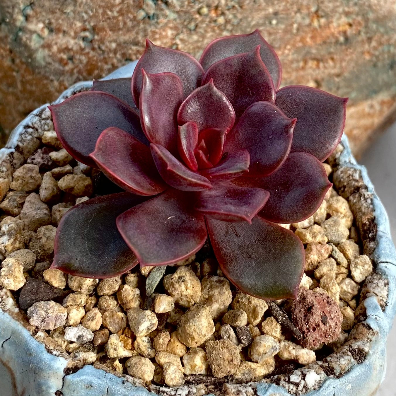 Echeveria mina