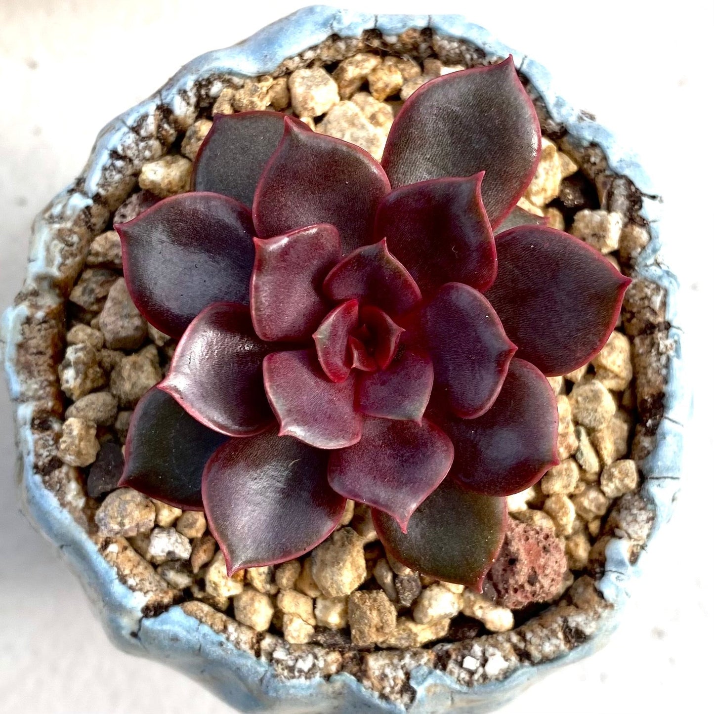Echeveria mina
