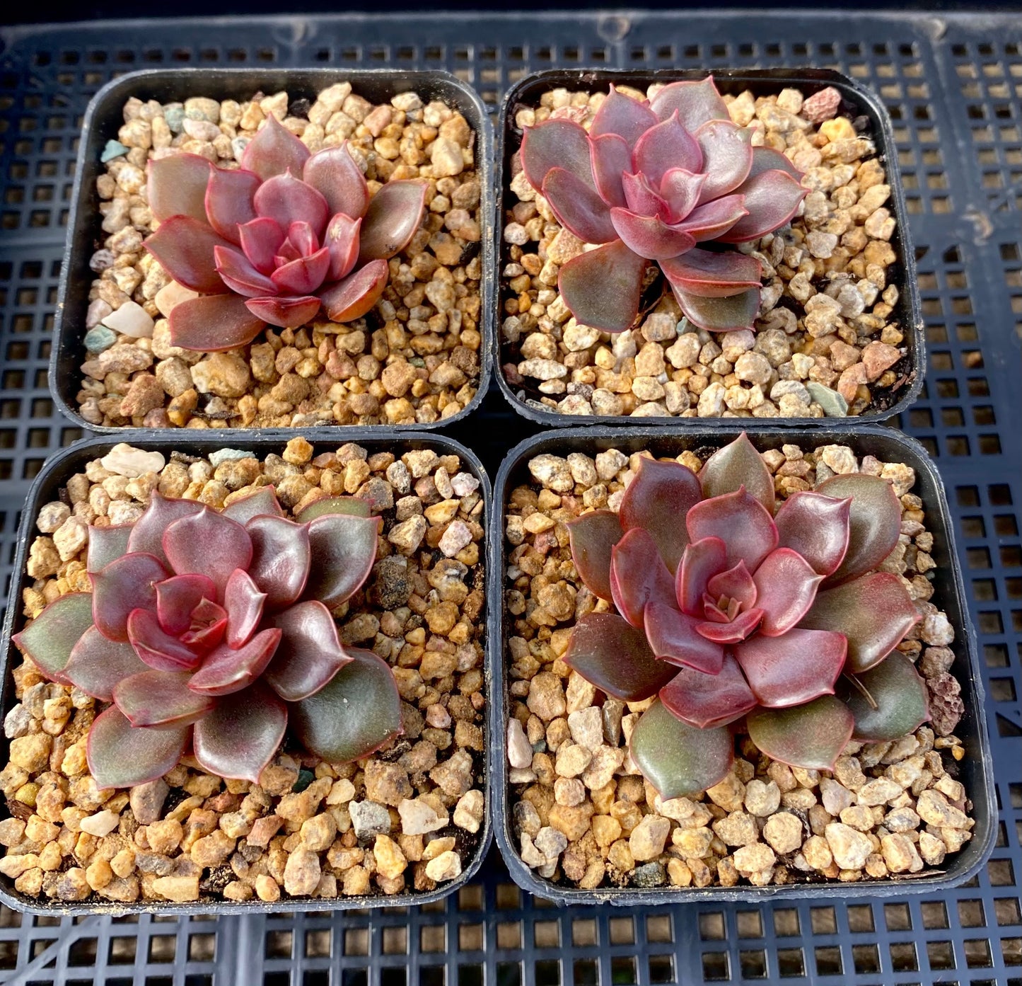 Echeveria mina