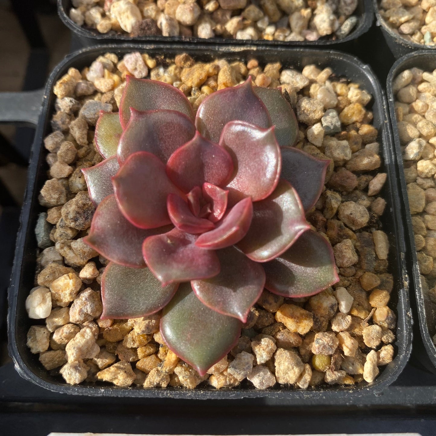Echeveria mina