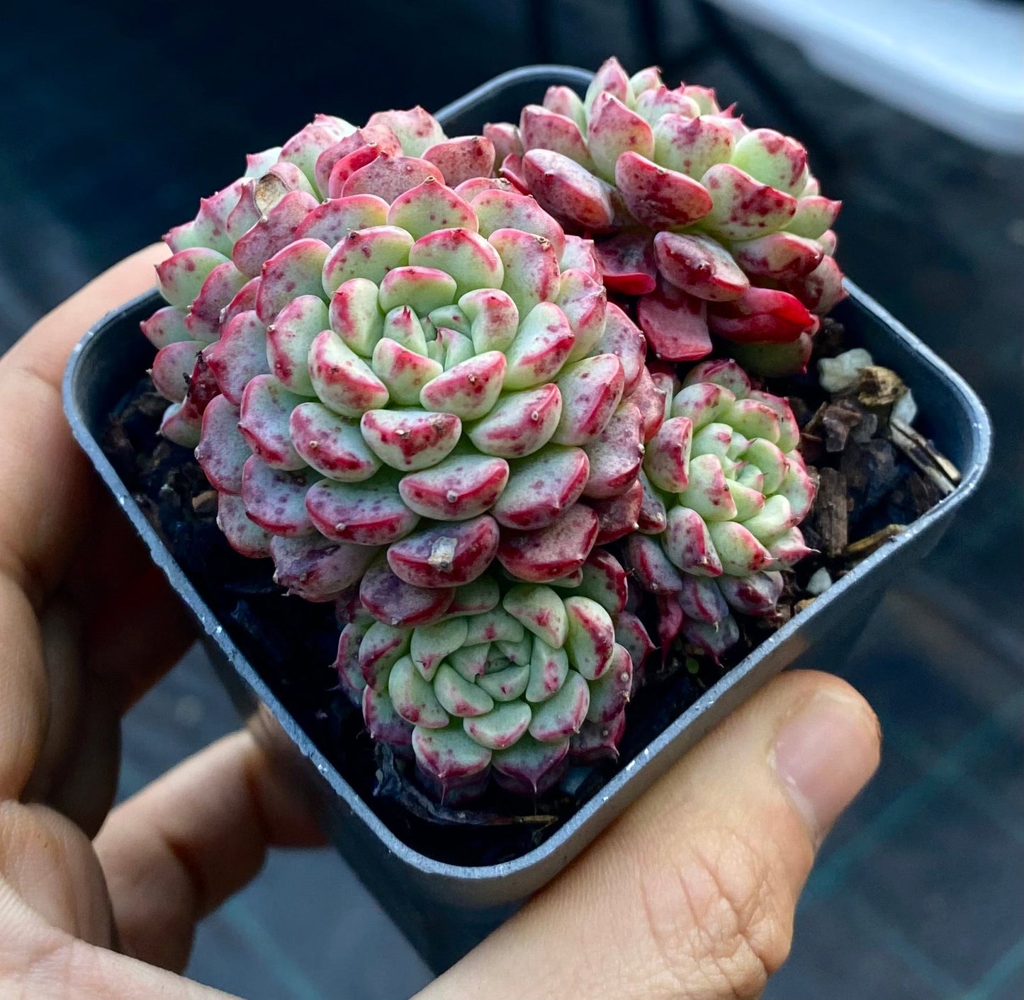 Echeveria minima C