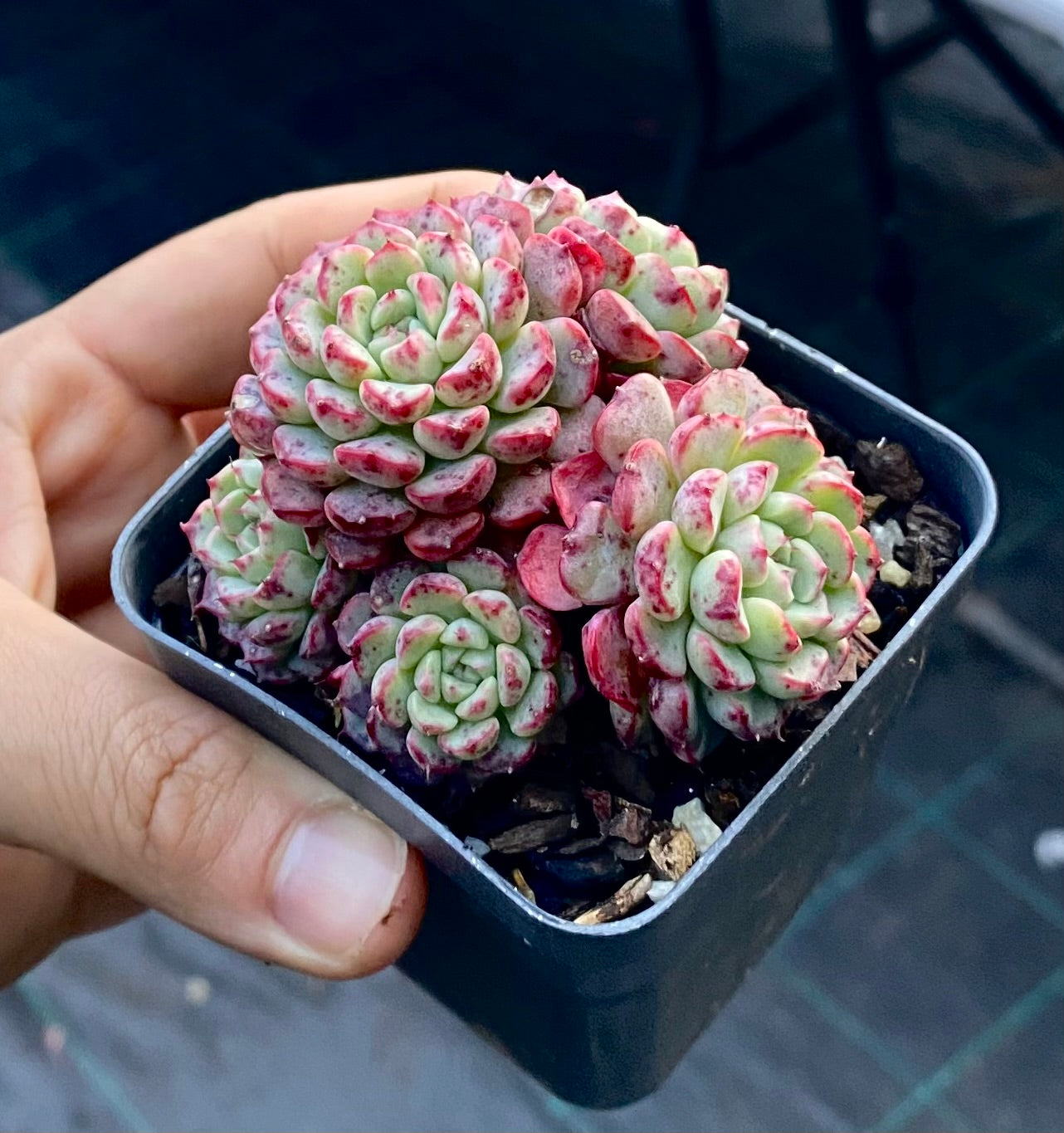 Echeveria minima C