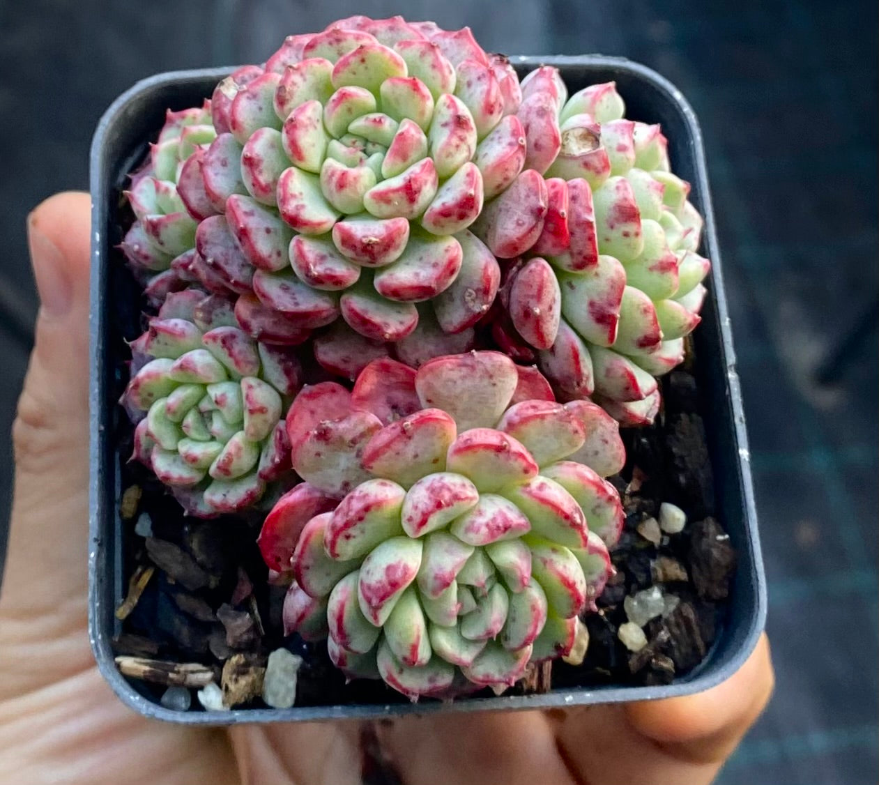 Echeveria minima C