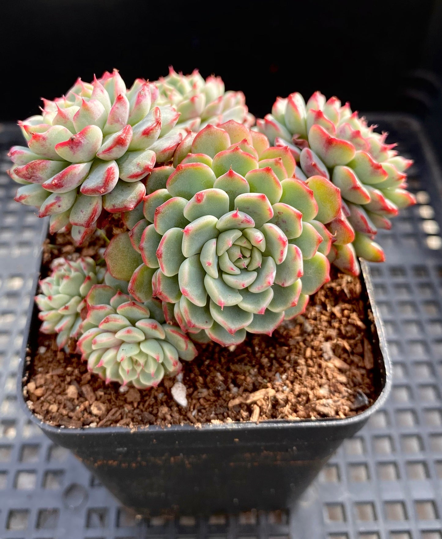 Echeveria minima C