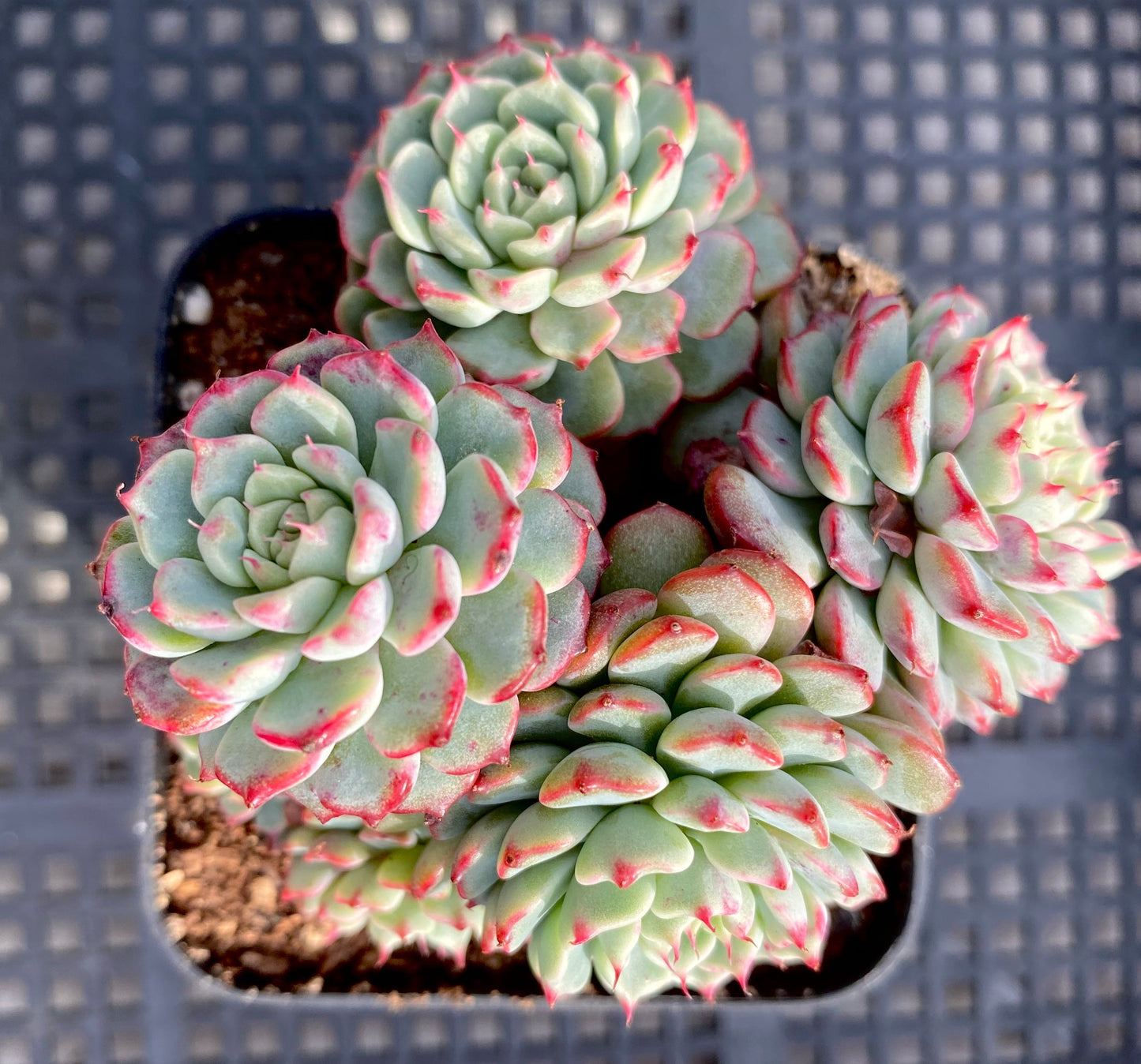 Echeveria minima C