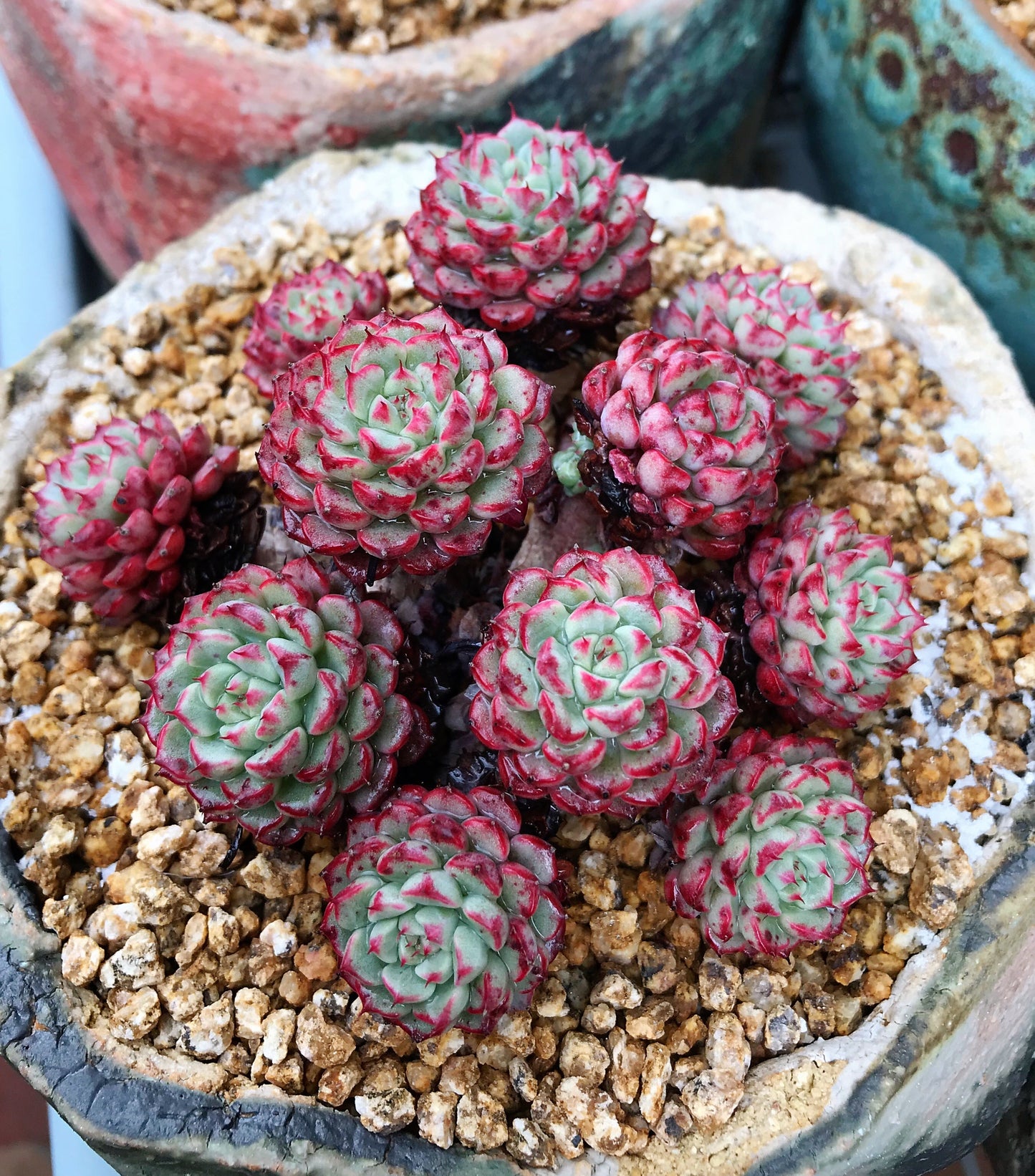 Echeveria minima C