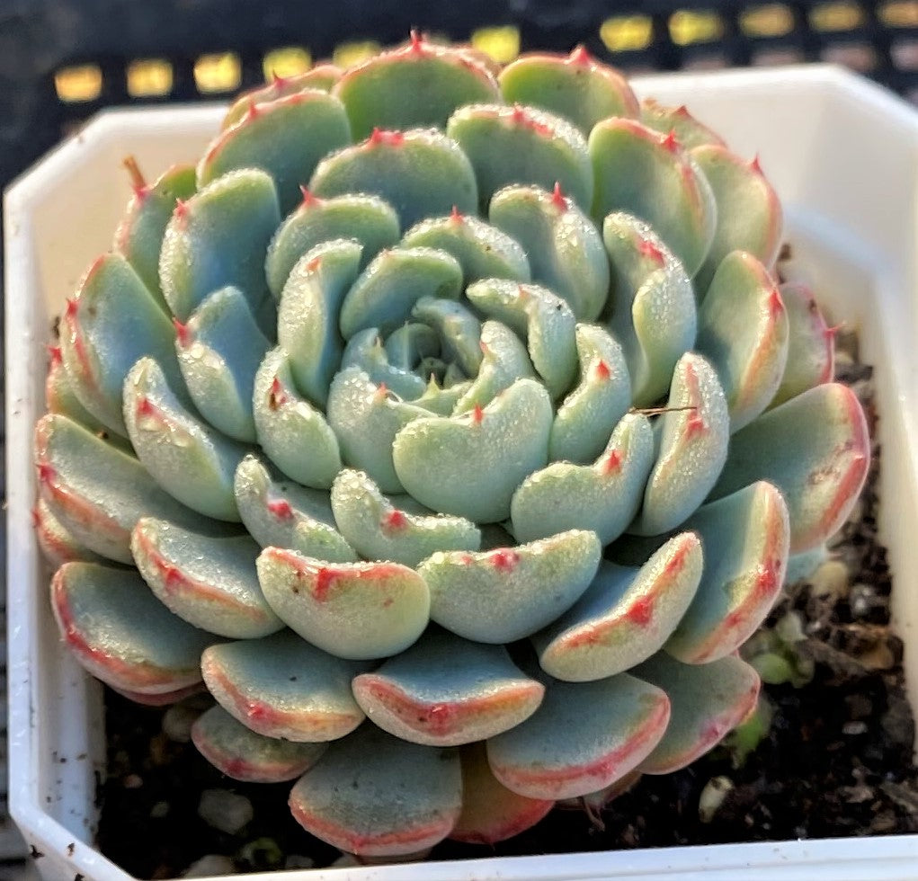 Echeveria minima A