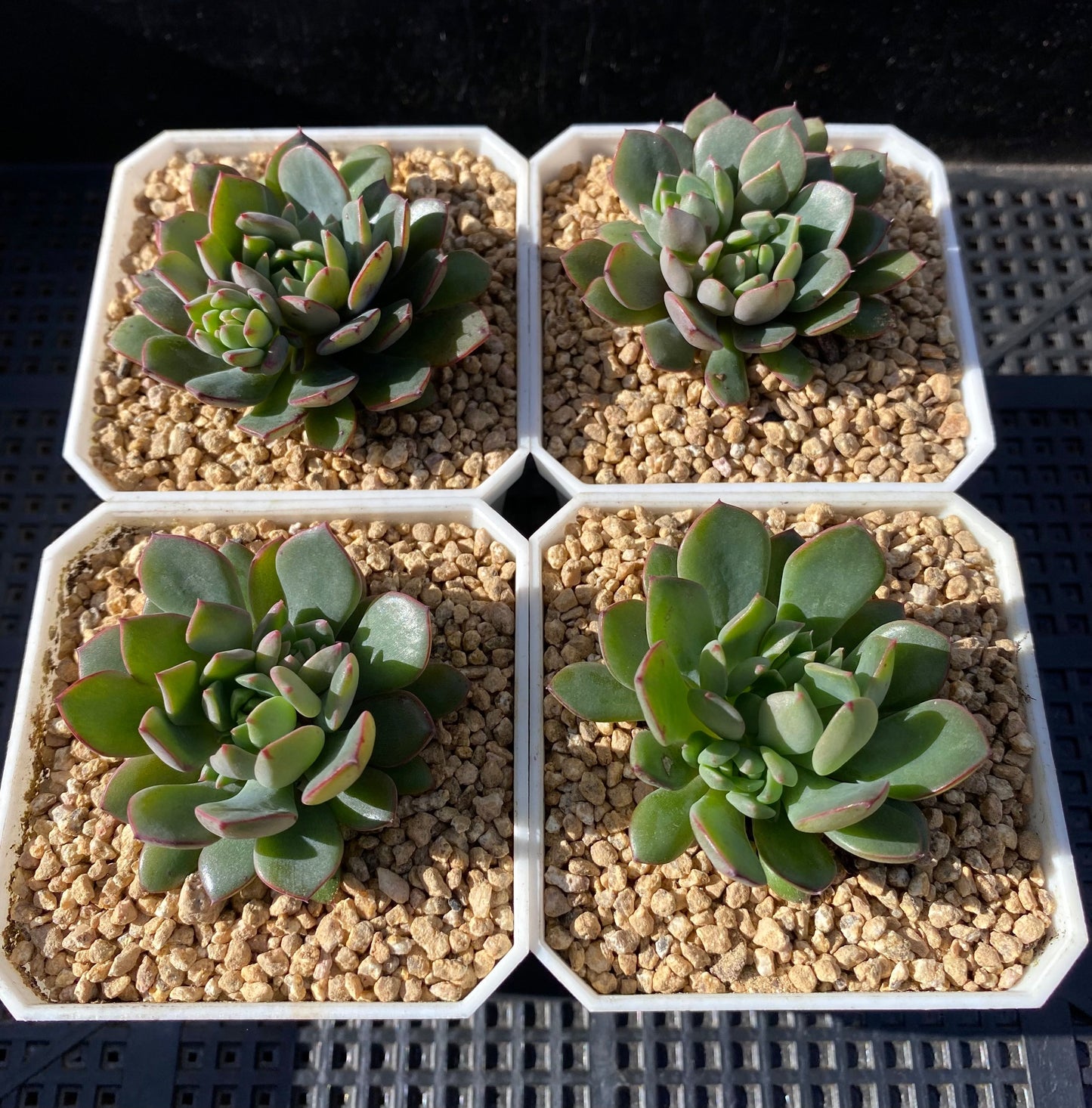 Echeveria minima x ballsii