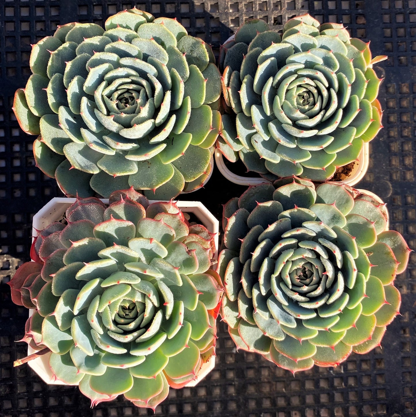 Echeveria minima x subsessilis