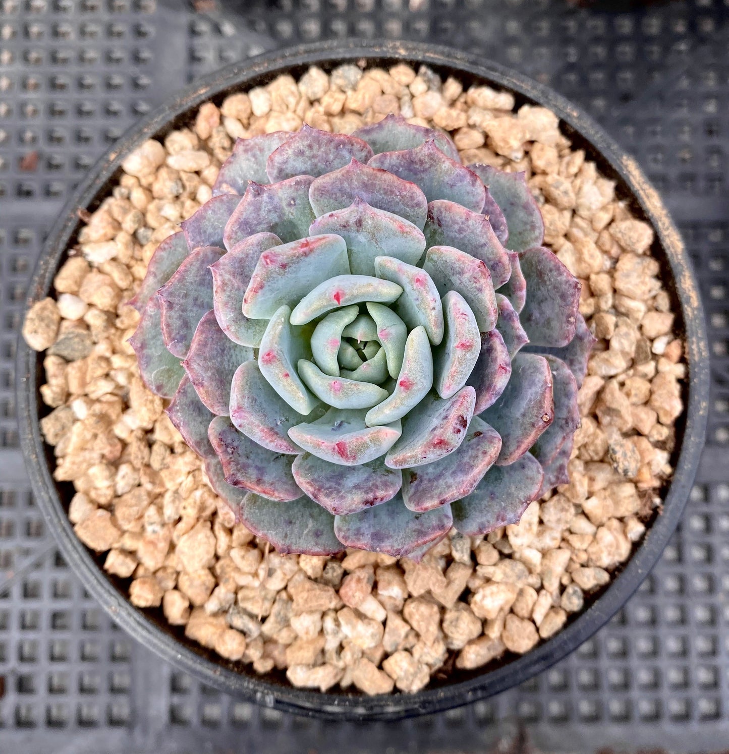 Echeveria minima x subsessilis monstrose
