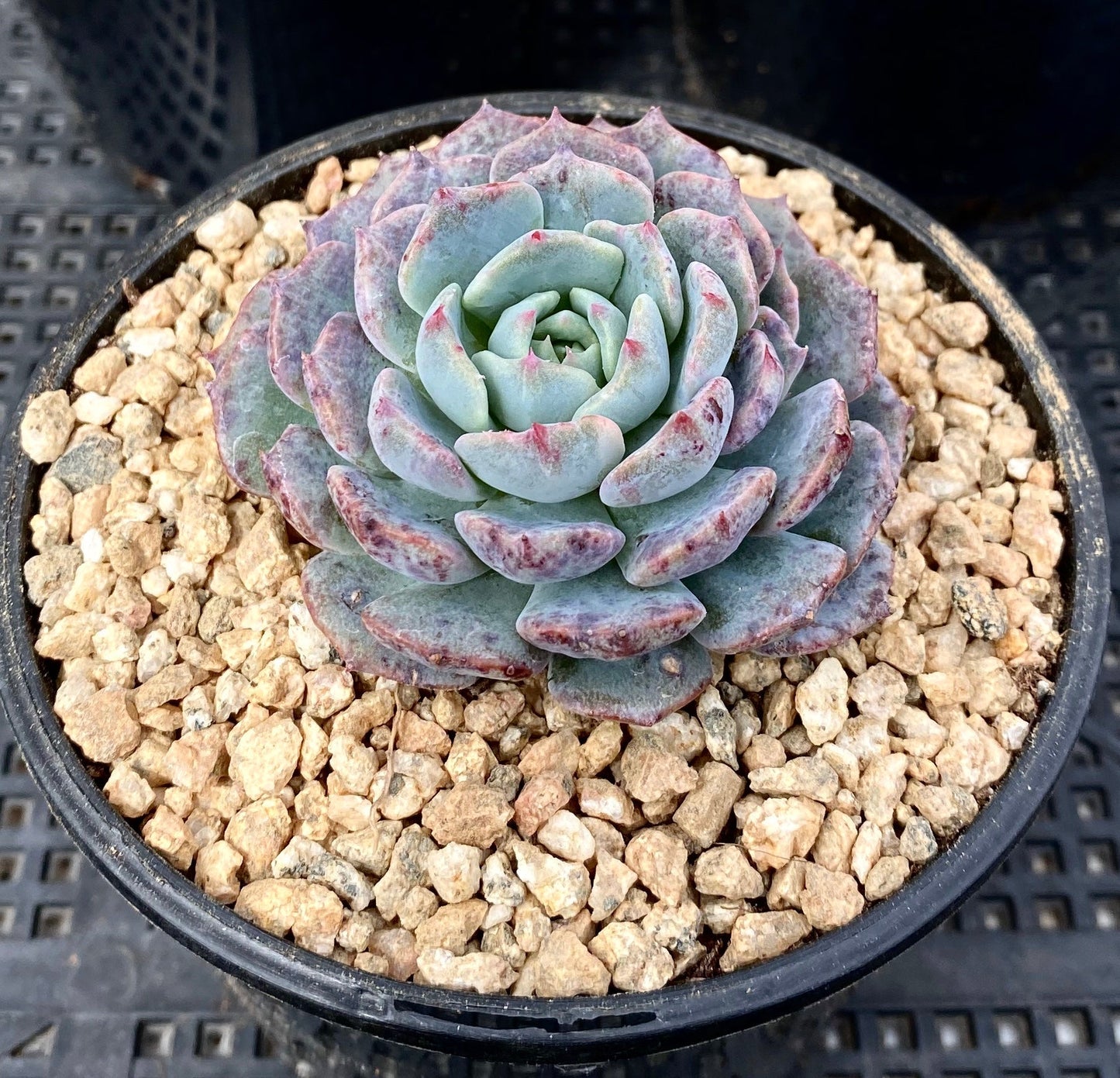Echeveria minima x subsessilis monstrose