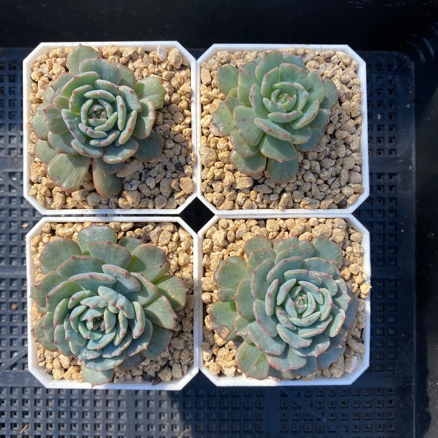 Echeveria minima x subsessilis monstrose