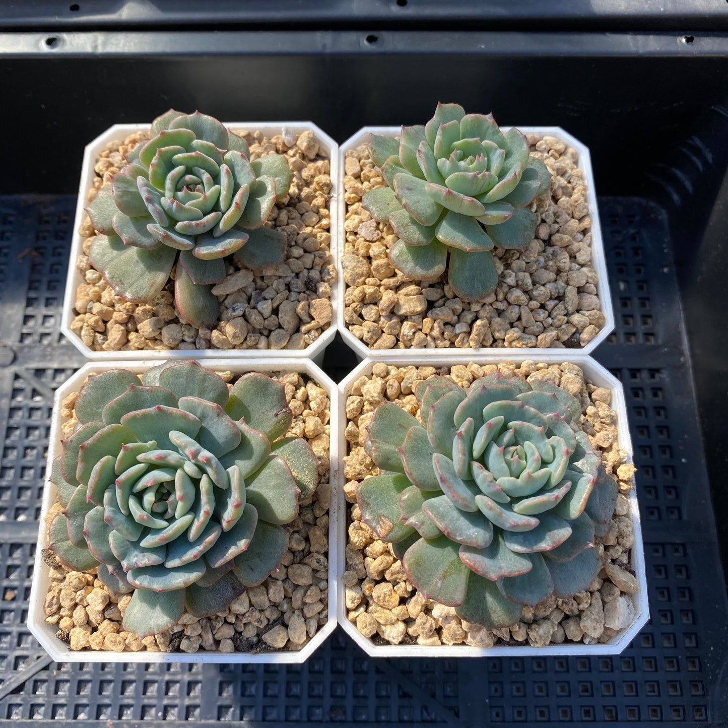 Echeveria minima x subsessilis monstrose