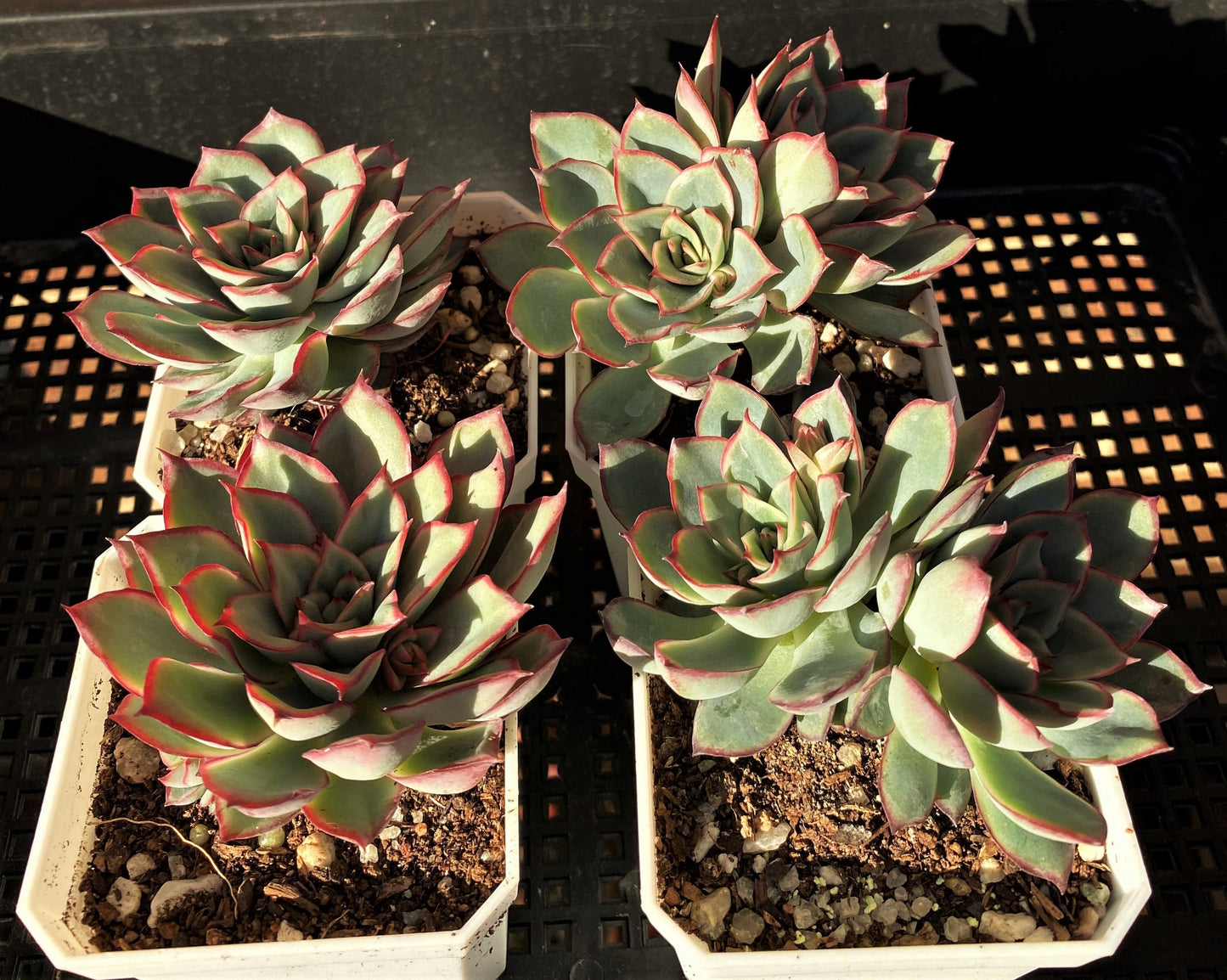 Echeveria Moon Gatonis/ Moon goddess