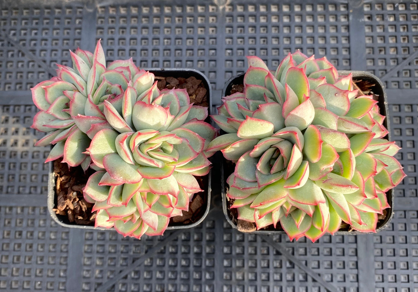 Echeveria Moon Gatonis/ Moon goddess