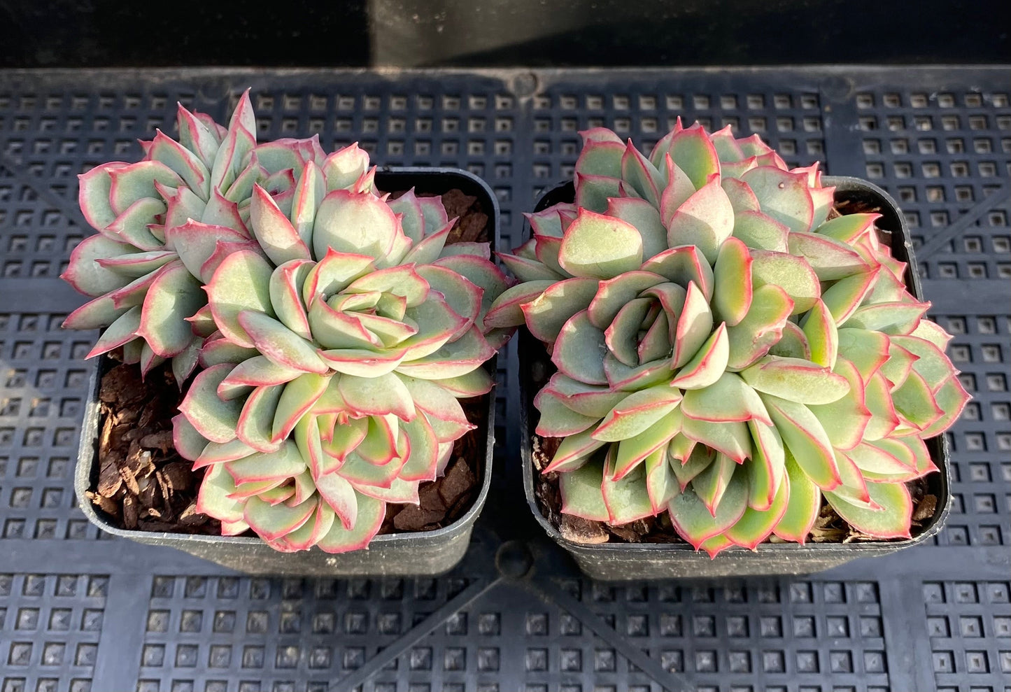 Echeveria Moon Gatonis/ Moon goddess