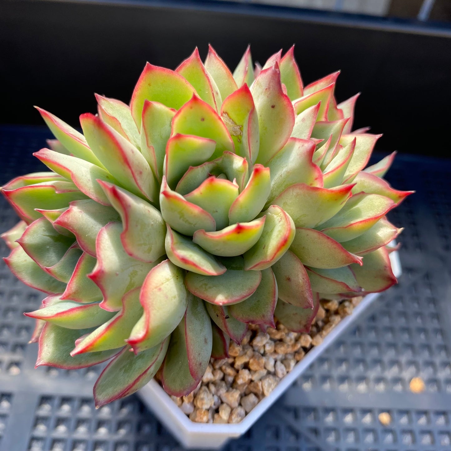 Echeveria Moon Gatonis/ Moon goddess
