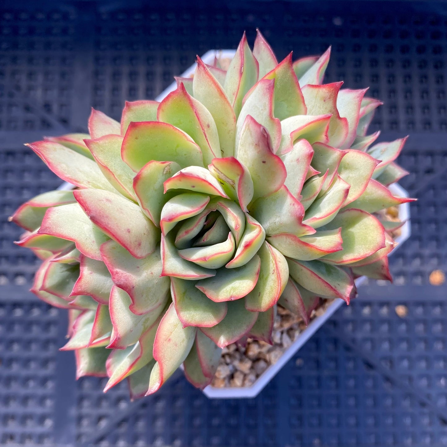 Echeveria Moon Gatonis/ Moon goddess
