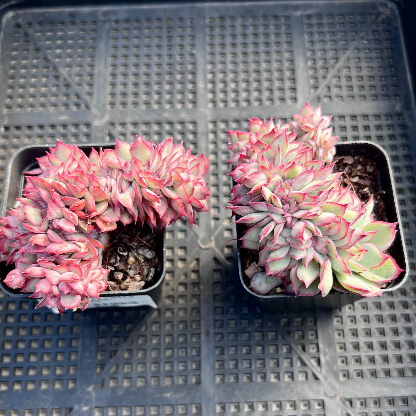 Echeveria Moon Goddess crest