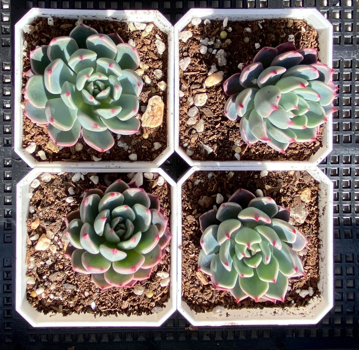 Eheveria nana mini hook