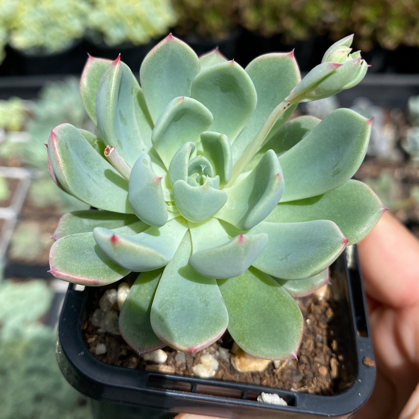 Eheveria nana mini hook