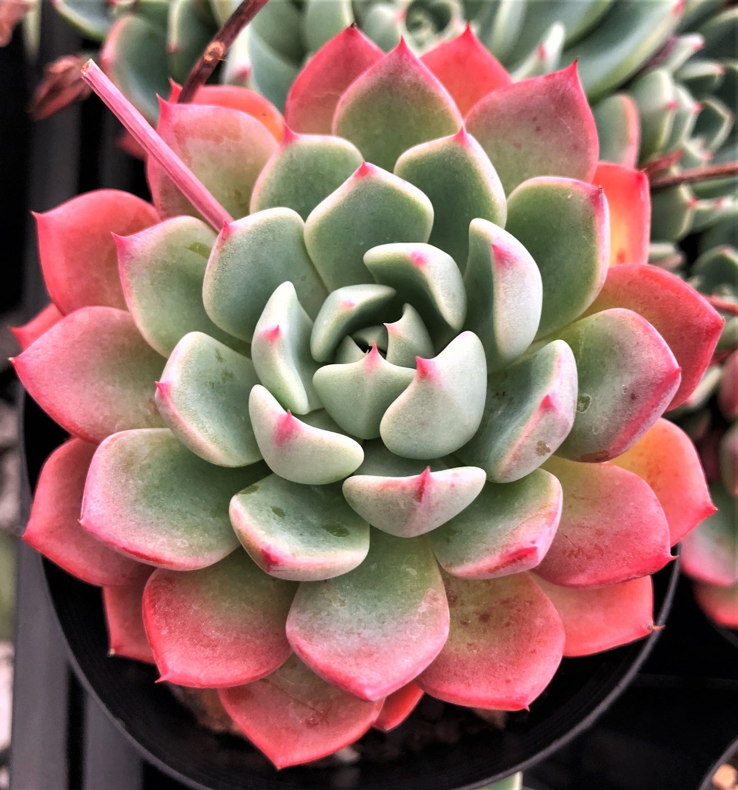 Eheveria nana mini hook