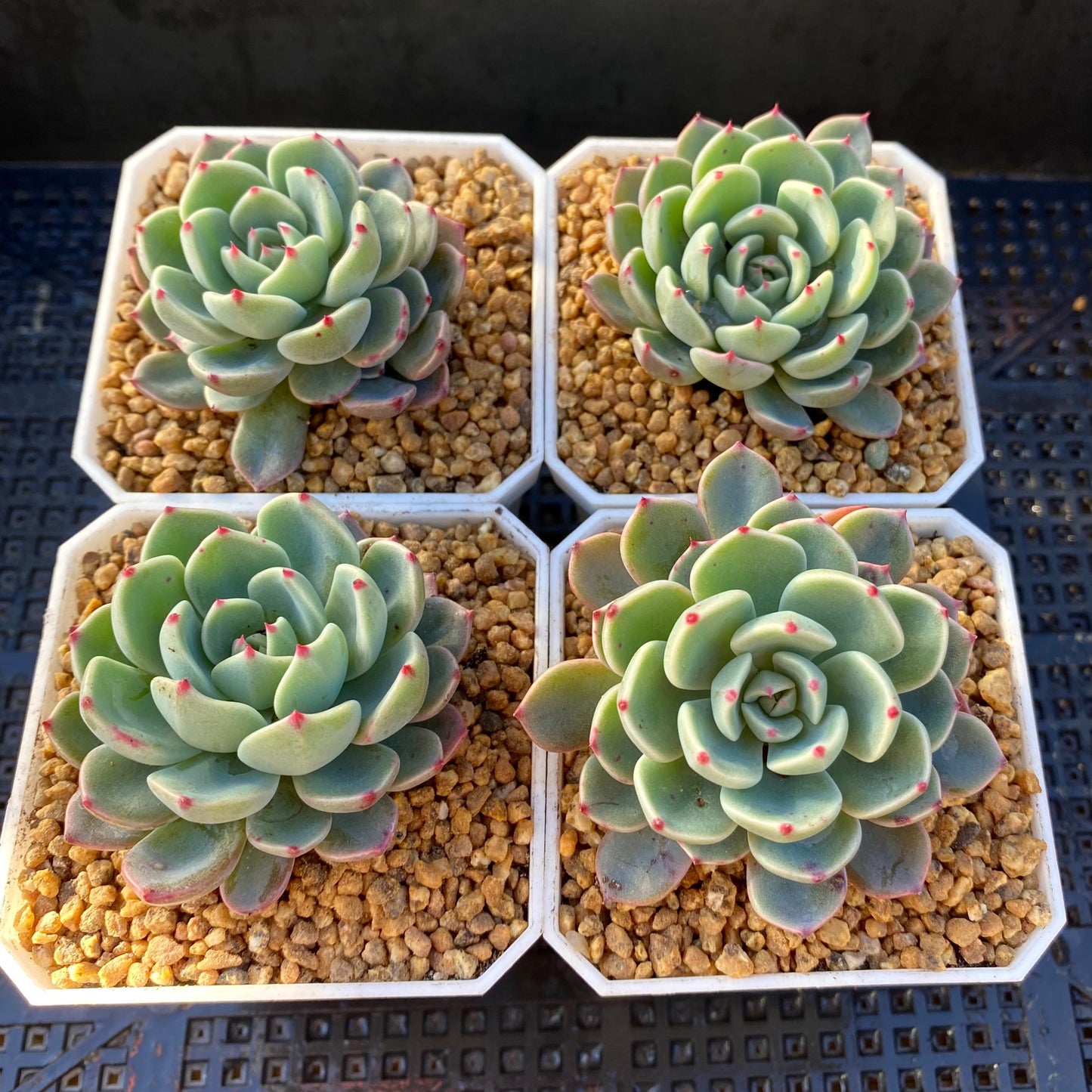 Eheveria nana mini hook