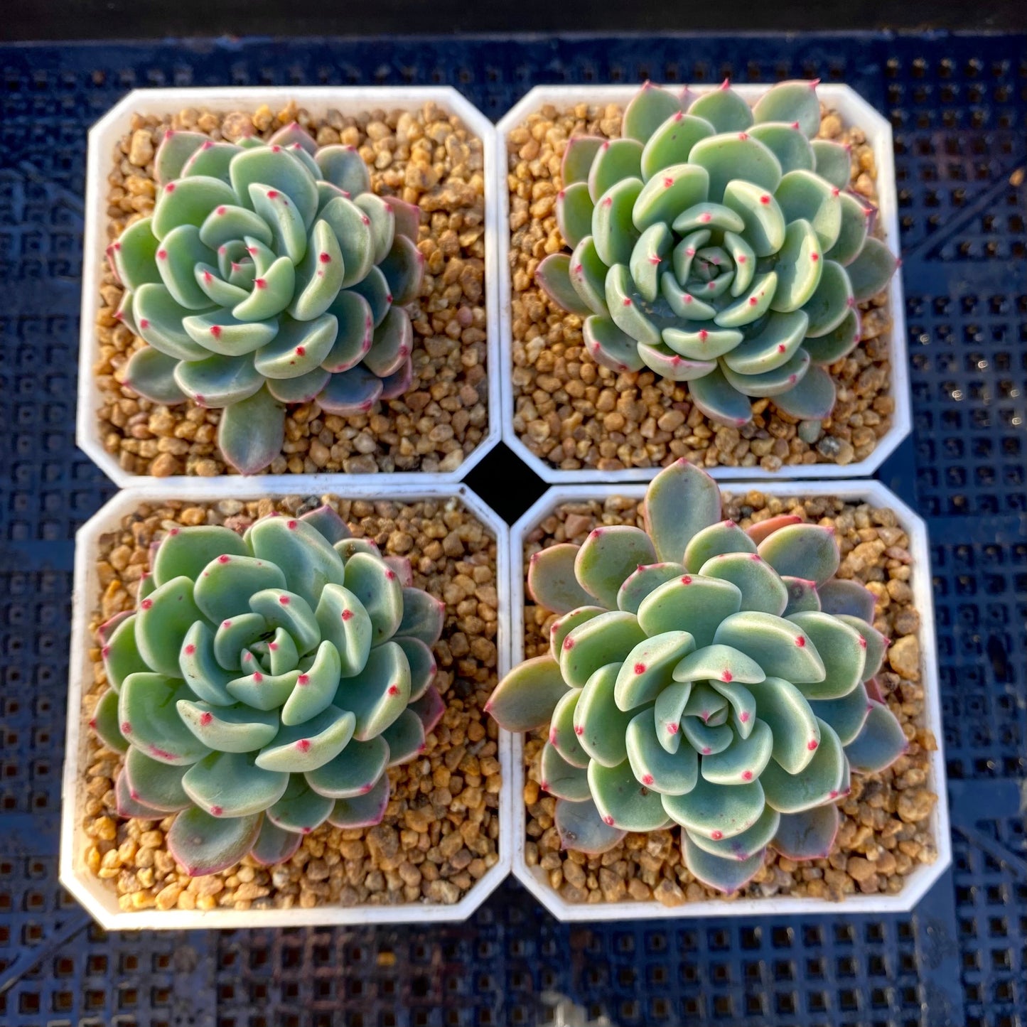 Eheveria nana mini hook