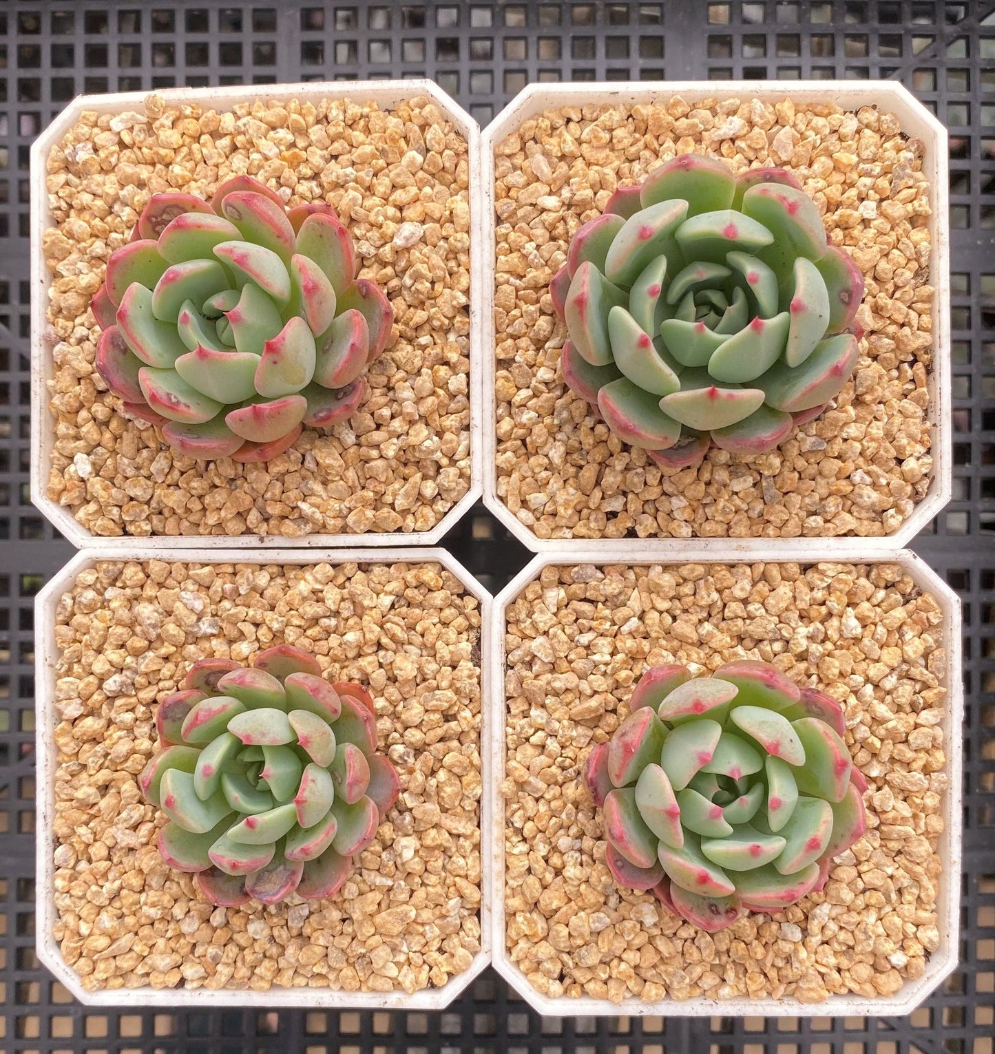 Eheveria nana mini hook