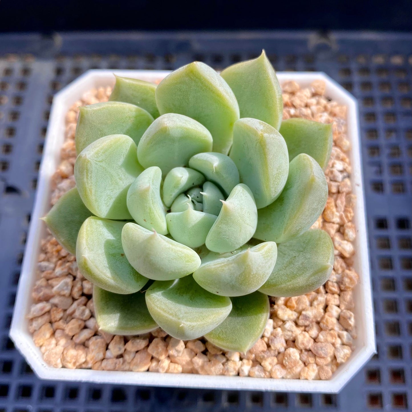 Echeveria nebula