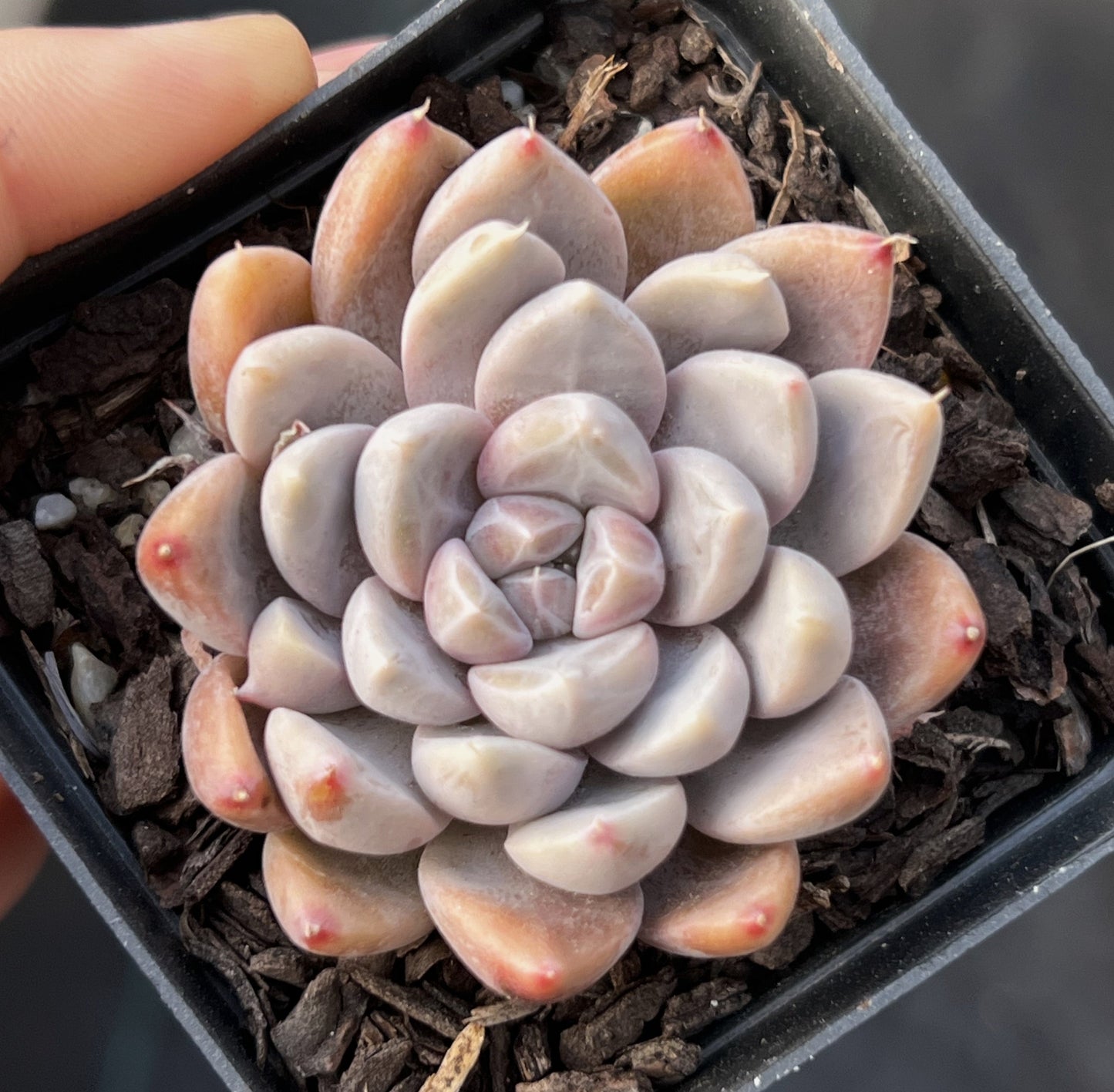 Echeveria nebula