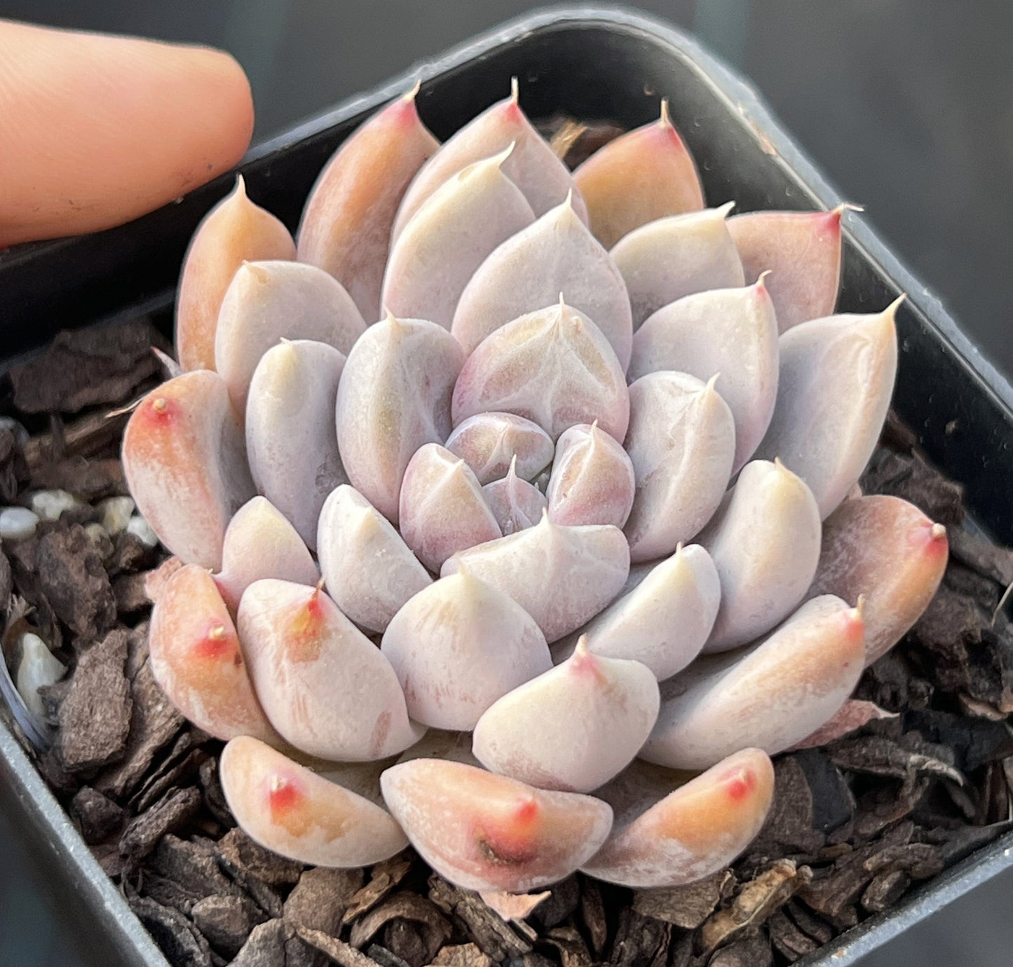 Echeveria nebula