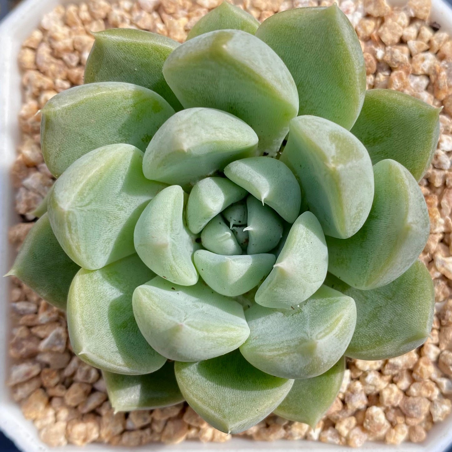 Echeveria nebula
