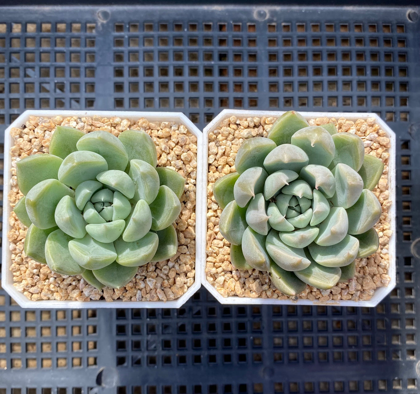 Echeveria nebula